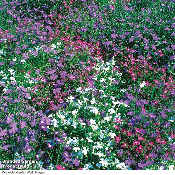 Lobelia 'String of Pearls' - Seeds