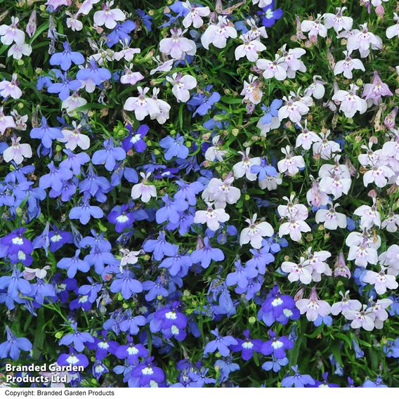 Lobelia 'String of Pearls' - Seeds