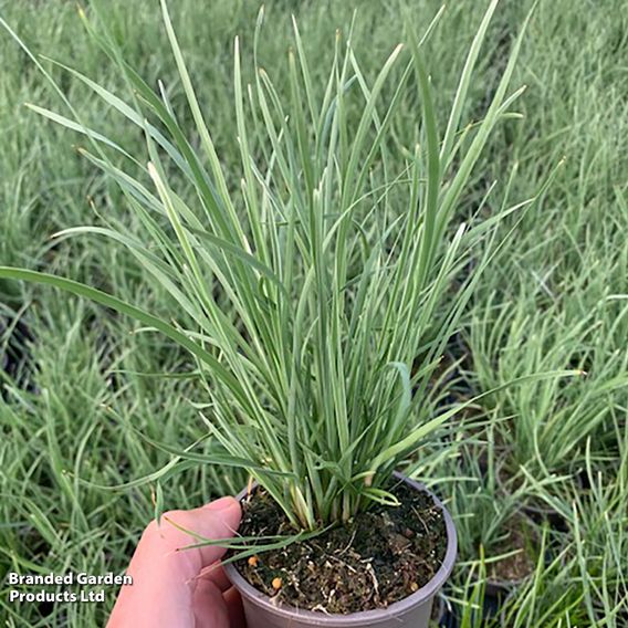 Lomandra 'Arctic Frost'