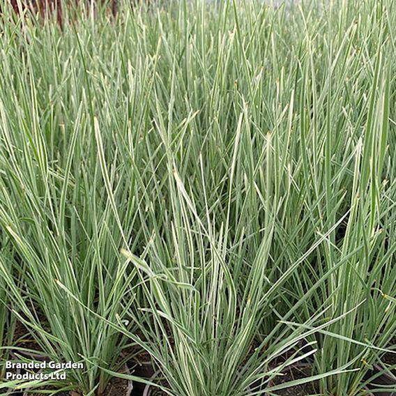 Lomandra 'Arctic Frost'