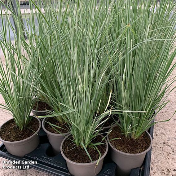 Lomandra 'Arctic Frost'