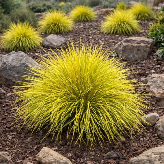 Lomandra longifolia 'Miners Gold'