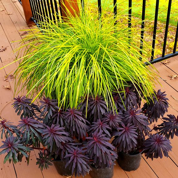 Lomandra longifolia 'Miners Gold'