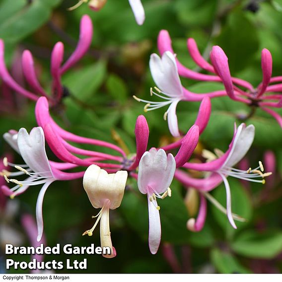 Honeysuckle 'Belgica'