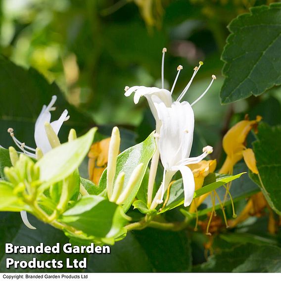 Honeysuckle 'Hall's Prolific'