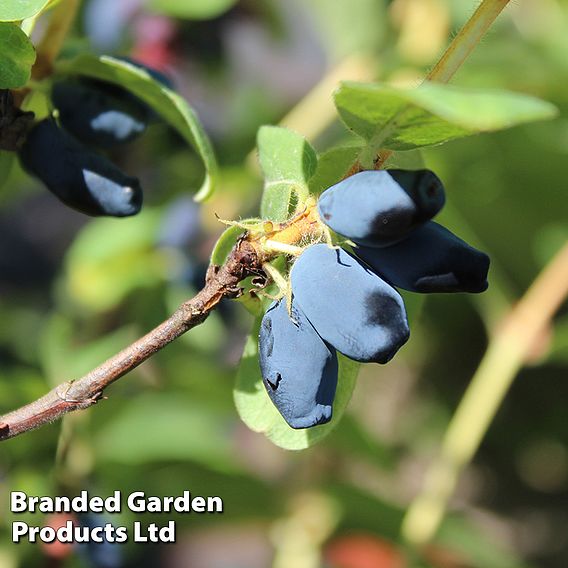 Lonicera kamtschatica 'Kalinka'