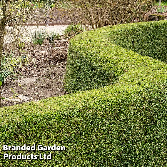 Lonicera nitida 'Elegant'