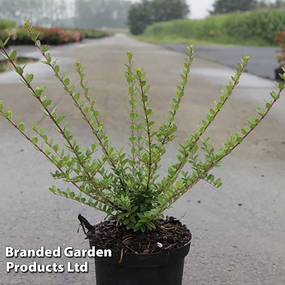 Lonicera nitida 'Elegant'