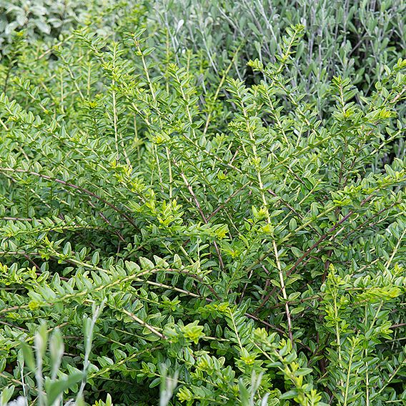 Lonicera nitida 'Elegant'