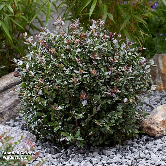 Lonicera nitida 'Garden Clouds Purple Storm'