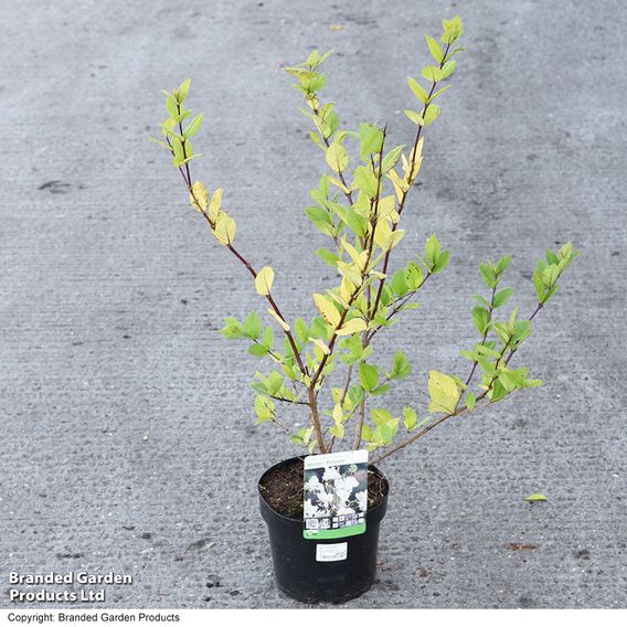 Lonicera x purpusii 'Winter Beauty'
