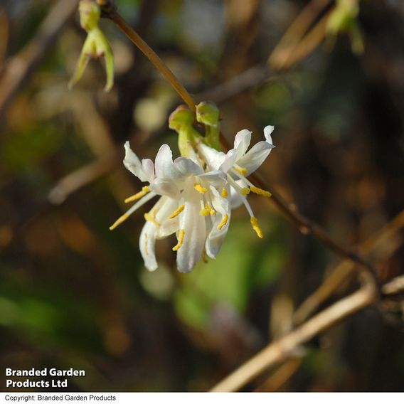 Lonicera x purpusii 'Winter Beauty'