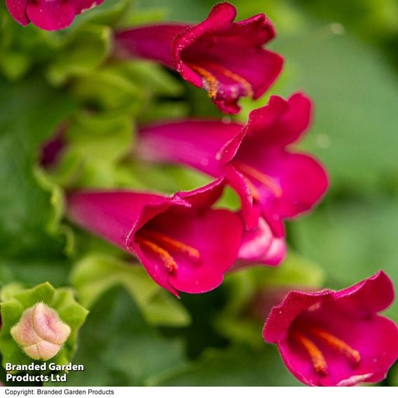 Lophospermum 'Lofos Compact Pink'