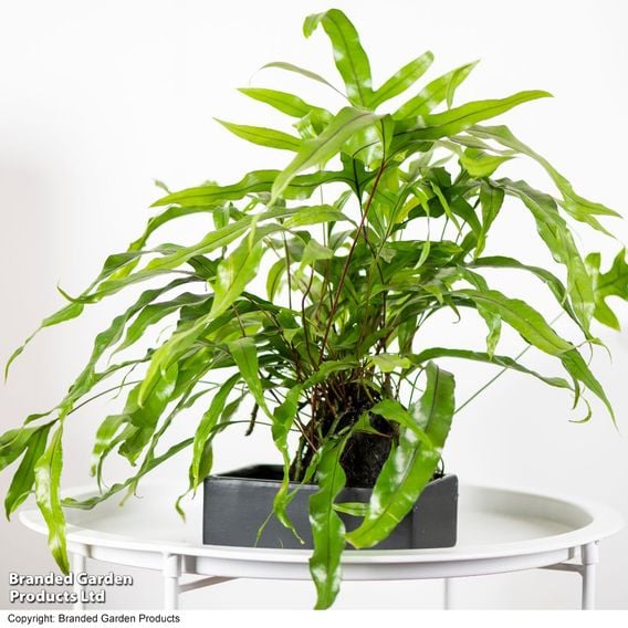 Microsorum Plant on Lava Rock in a Tray (Lova plant)