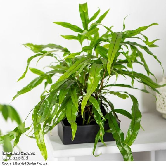 Microsorum Plant on Lava Rock in a Tray (Lova plant)