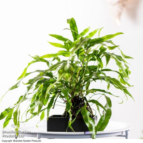 Microsorum Plant on Lava Rock in a Tray (Lova plant)