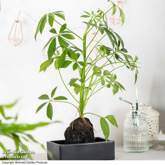 Schefflera Plant on Lava Rock in a Tray (Lova plant)