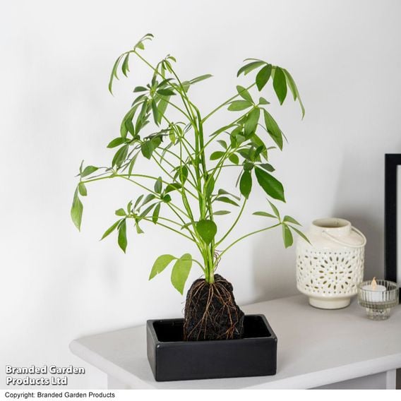 Schefflera Plant on Lava Rock in a Tray (Lova plant)