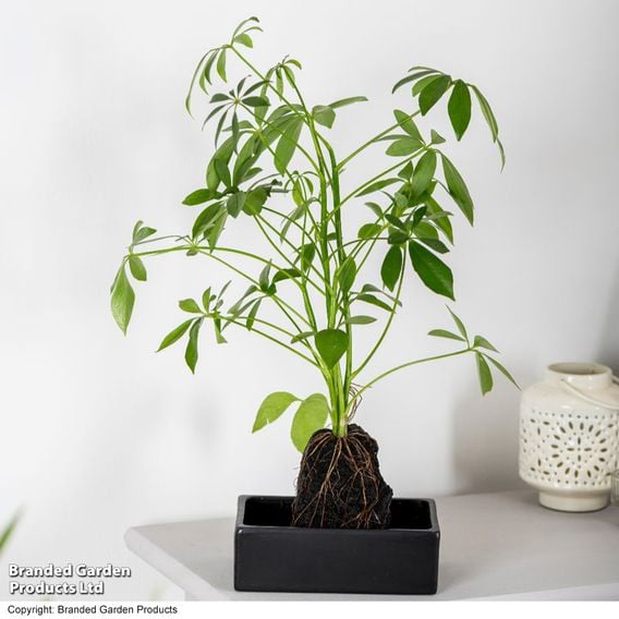 Schefflera Plant on Lava Rock in a Tray (Lova plant)
