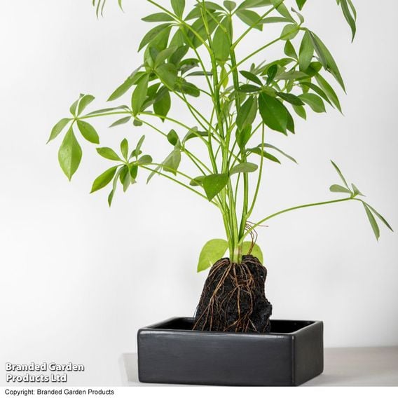 Schefflera Plant on Lava Rock in a Tray (Lova plant)