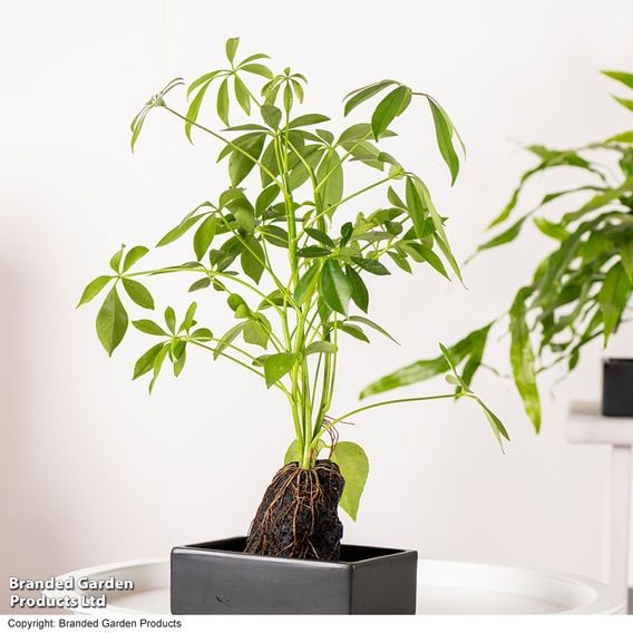 Schefflera Plant on Lava Rock in a Tray (Lova plant)