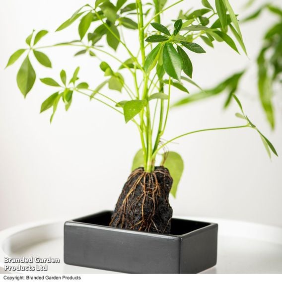Schefflera Plant on Lava Rock in a Tray (Lova plant)