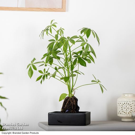 Schefflera Plant on Lava Rock in a Tray (Lova plant)