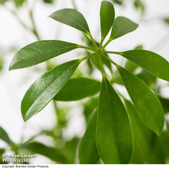 Schefflera Plant on Lava Rock in a Tray (Lova plant)