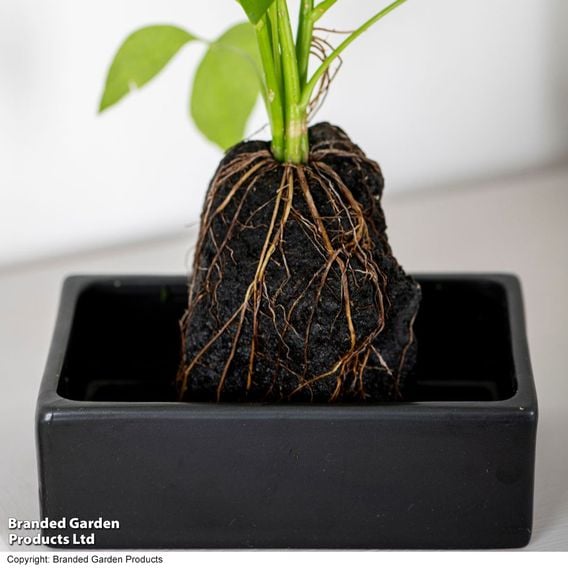 Schefflera Plant on Lava Rock in a Tray (Lova plant)
