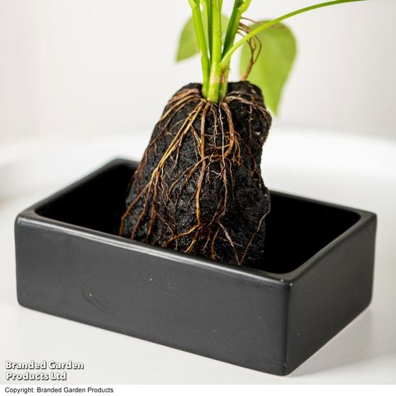 Schefflera Plant on Lava Rock in a Tray (Lova plant)