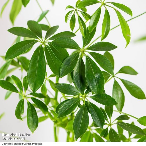 Schefflera Plant on Lava Rock in a Tray (Lova plant)