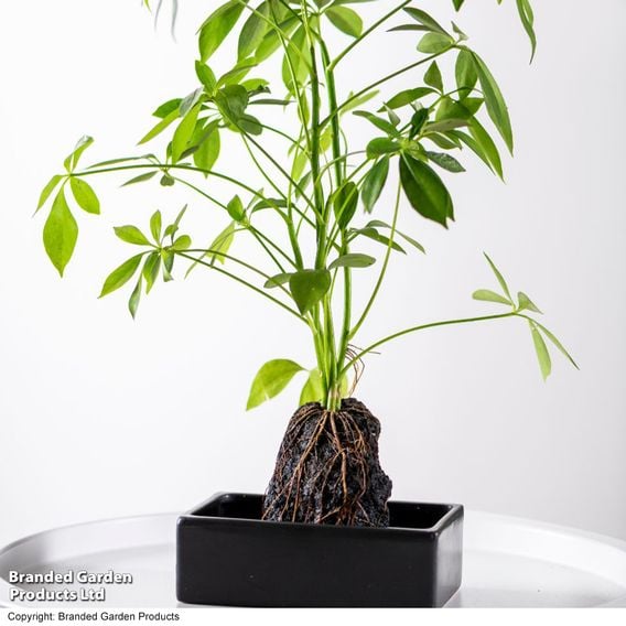Schefflera Plant on Lava Rock in a Tray (Lova plant)
