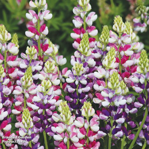 Lupin 'Avalune Mix' - Seeds