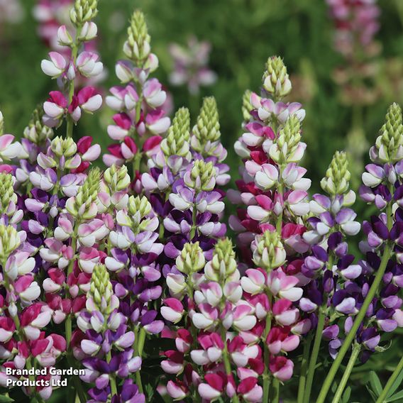 Lupin 'Avalune Mix' - Seeds