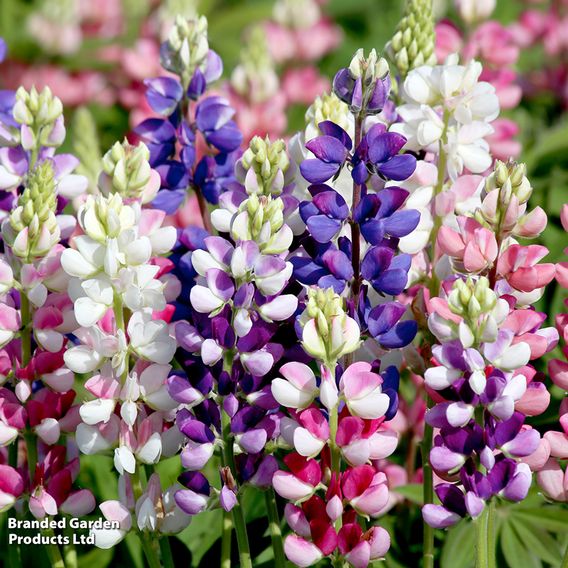 Lupin 'Avalune Mix' - Seeds