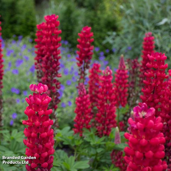Lupin 'Beefeater'