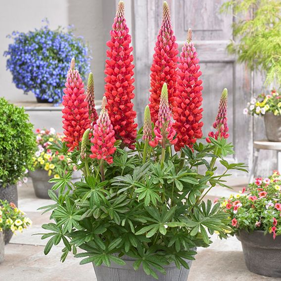 Lupin 'Beefeater'