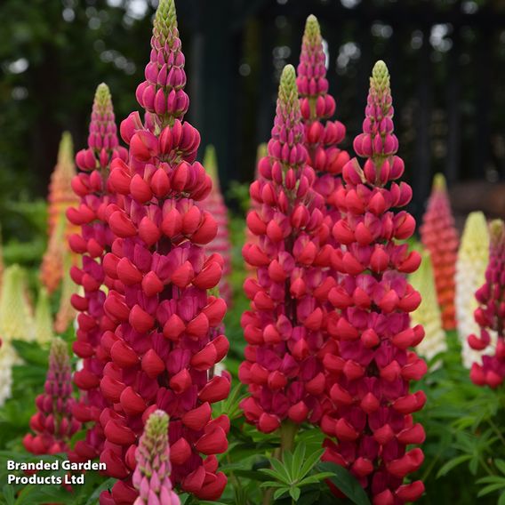 Lupin 'Beefeater'