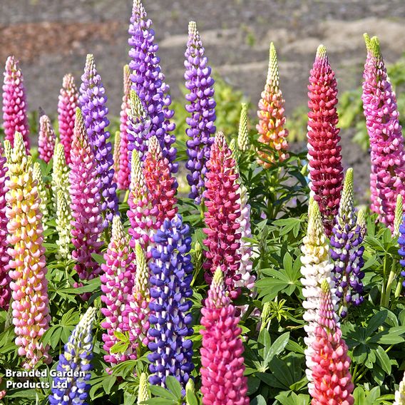 Lupin 'Gallery Mix' - Seeds