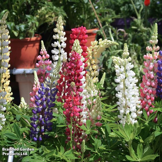 Lupin 'Gallery Mix' - Seeds