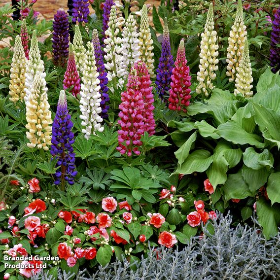 Lupin 'Gallery Mix' - Seeds