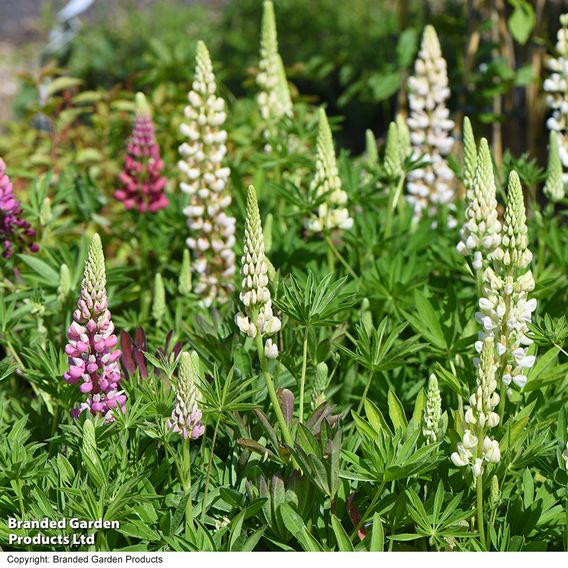 Lupin 'Gallery Mix' - Seeds
