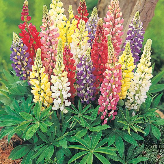 Lupin 'Gallery Mix' - Seeds
