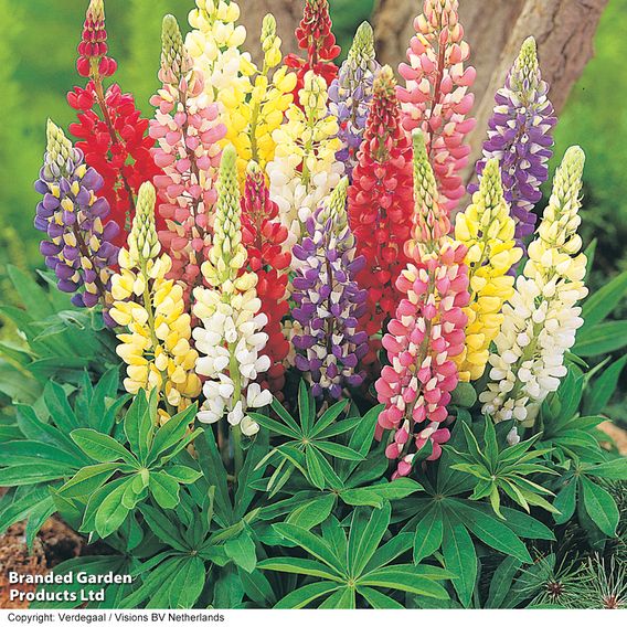 Lupin Gallery Collection