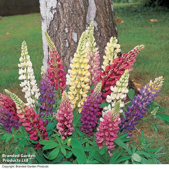 Lupin 'Gallery Mix' - Seeds