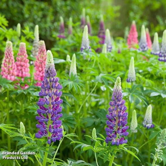 Lupin 'Legendary Blue Shades'