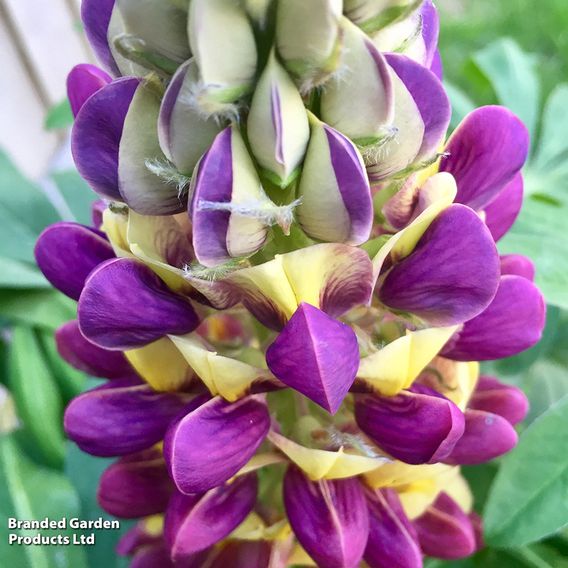 Lupin 'Manhattan Lights'