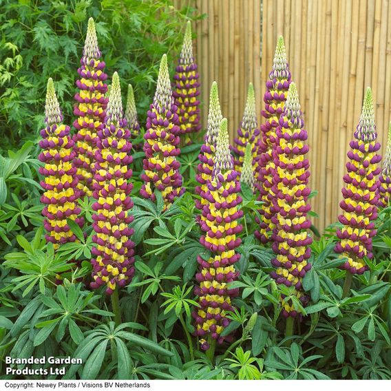 Lupin 'Manhattan Lights'