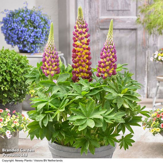 Lupin 'Manhattan Lights'