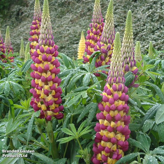 Lupin 'Manhattan Lights'